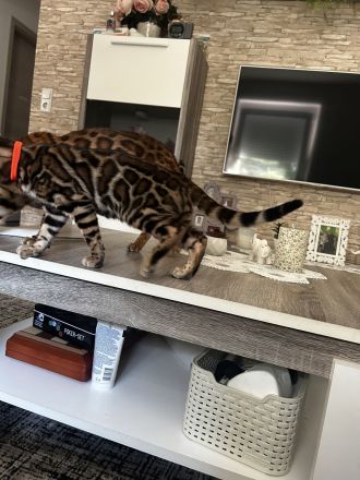 Traumhafte Bengal katerchen