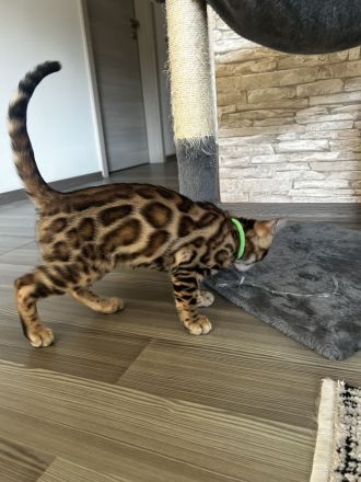 Traumhafte Bengal katerchen