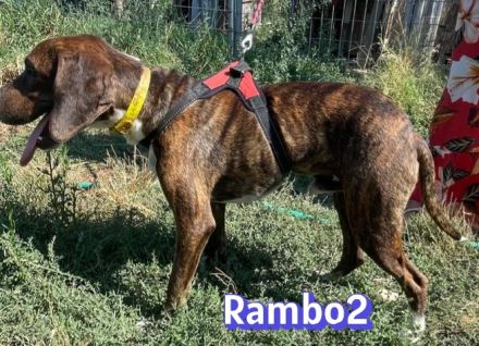 Rambo2, 06/25 - ein Kämpfer mit einem Herz aus Gold