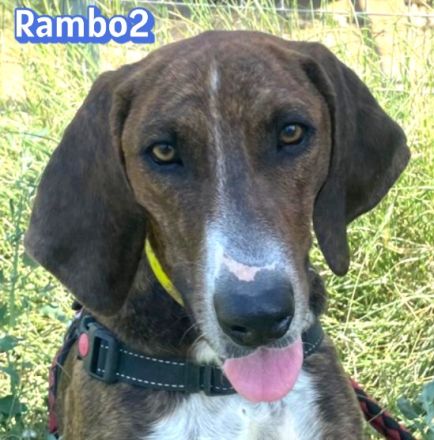 Rambo2, 06/25 - ein Kämpfer mit einem Herz aus Gold