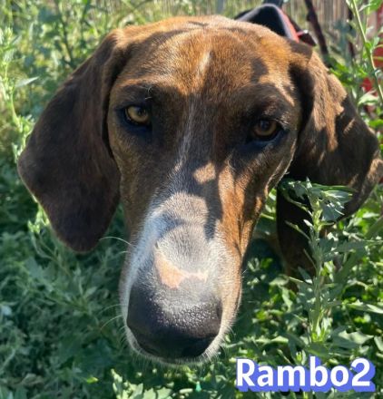 Rambo2, 06/25 - ein Kämpfer mit einem Herz aus Gold