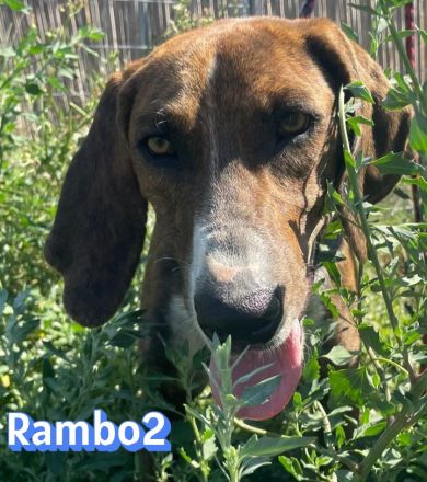 Rambo2, 06/25 - ein Kämpfer mit einem Herz aus Gold