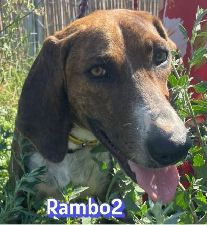 Rambo2, 06/25 - ein Kämpfer mit einem Herz aus Gold
