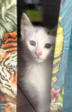 Wunderschöne Norwegische Waldkatze Mix Kitten suchen liebevolles zu Hause