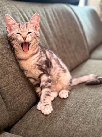 Wunderschöne Norwegische Waldkatze Mix Kitten suchen liebevolles zu Hause