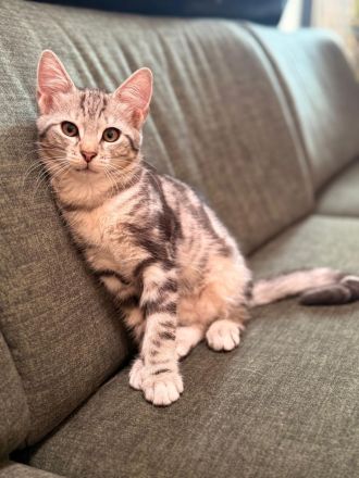 Wunderschöne Norwegische Waldkatze Mix Kitten suchen liebevolles zu Hause