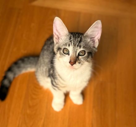 Wunderschöne Norwegische Waldkatze Mix Kitten suchen liebevolles zu Hause