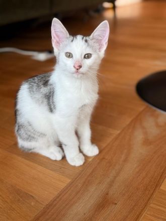 Wunderschöne Norwegische Waldkatze Mix Kitten suchen liebevolles zu Hause