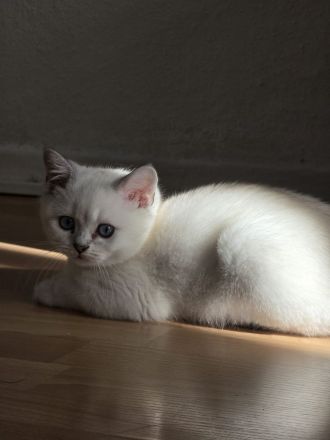 Britisch Kurzhaar Kitten suchen ein liebevolles Zuhause