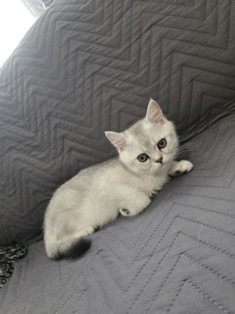 Britisch Kurzhaar Kitten suchen ein liebevolles Zuhause