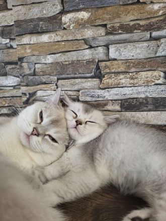 Britisch Kurzhaar Kitten suchen ein liebevolles Zuhause