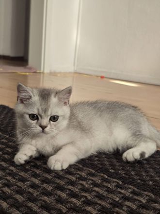 Britisch Kurzhaar Kitten suchen ein liebevolles Zuhause