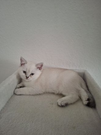 Britisch Kurzhaar Kitten suchen ein liebevolles Zuhause