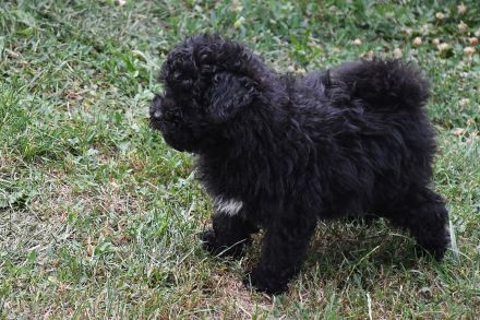 Puli