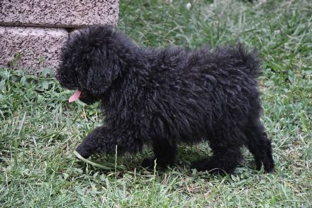 Puli