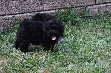 Puli