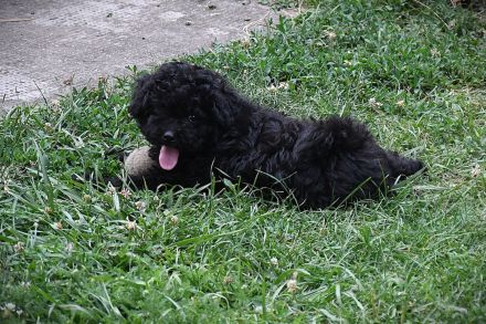 Puli