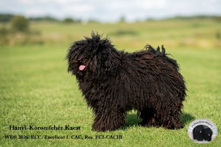 Puli