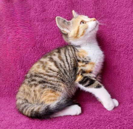 Verschmuster kleiner Kater 3 Monate alt braun-schwarz-weiß