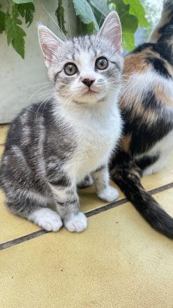 BKH-MIX Kater