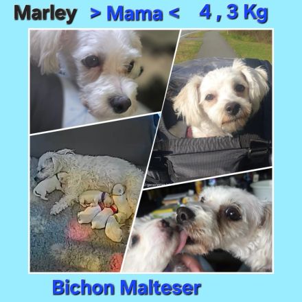 Malteser mix welpen