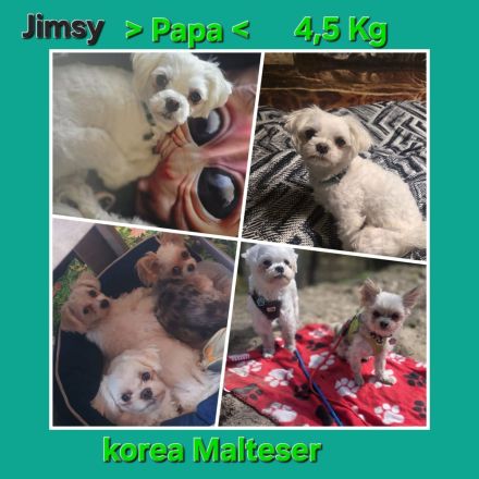 Malteser mix welpen