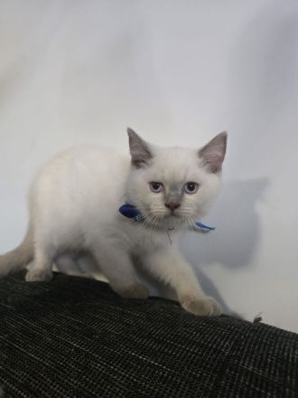 Reinrassig BKH Blue Point ABGABE BEREIT