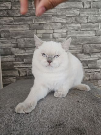 Reinrassig BKH Blue Point ABGABE BEREIT