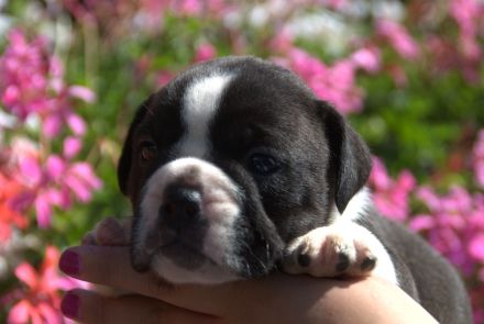 Continental Bulldog Welpen vom Zwieseltal