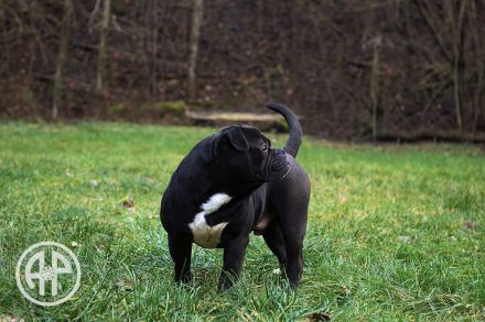 Continental Bulldog Welpen vom Zwieseltal