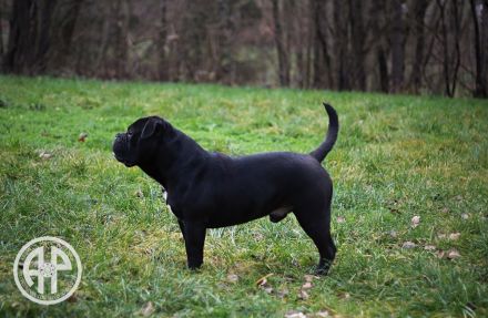Continental Bulldog Welpen vom Zwieseltal