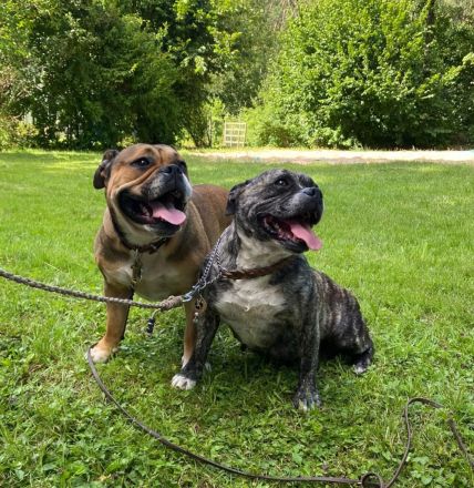 Continental Bulldog Welpen vom Zwieseltal