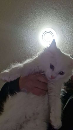 Türkisch Angora Kater