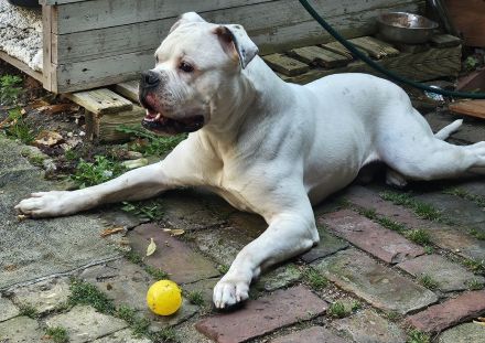 American Bulldog