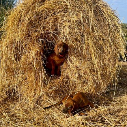 Bayerische Gebirgsschweisshund-Welpen aus familiärer Aufzucht in der Toskana