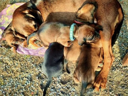 Bayerische Gebirgsschweisshund-Welpen aus familiärer Aufzucht in der Toskana