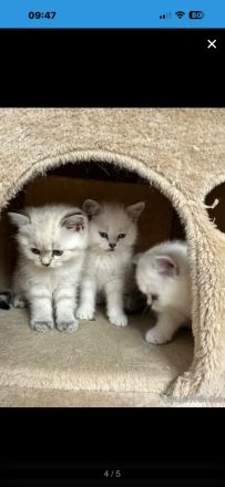 Bkh kitten reinrassig