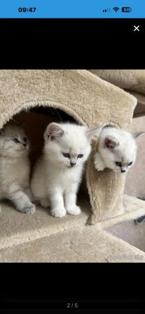 Bkh kitten reinrassig