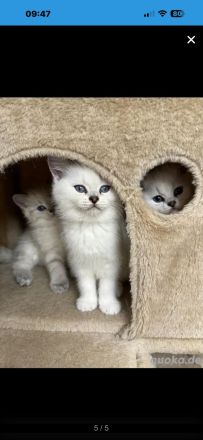 Bkh kitten reinrassig
