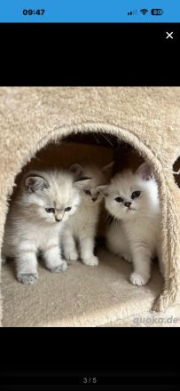 Bkh kitten reinrassig