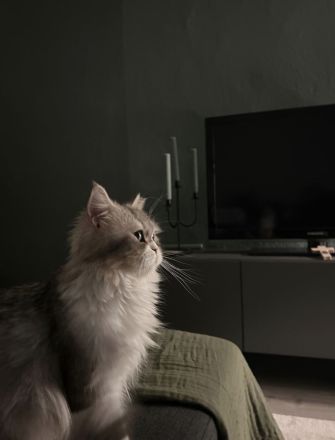 🐈⬛ Pflegeplatz (Prio: Kommen wieder zurück!) oder liebevoller Lebensplatz für Schmuseduo gesucht