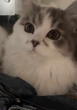 🐈⬛ Pflegeplatz (Prio: Kommen wieder zurück!) oder liebevoller Lebensplatz für Schmuseduo gesucht
