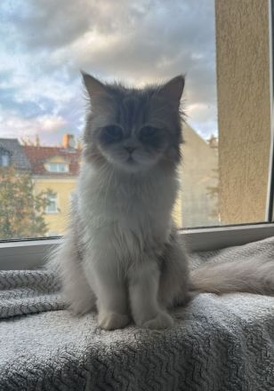 🐈⬛ Pflegeplatz (Prio: Kommen wieder zurück!) oder liebevoller Lebensplatz für Schmuseduo gesucht