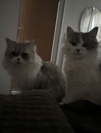 🐈⬛ Pflegeplatz (Prio: Kommen wieder zurück!) oder liebevoller Lebensplatz für Schmuseduo gesucht