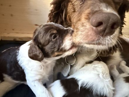 Cockapoo: Entzückende Pudel-Mischlingswelpen suchen ihr Für-immer-Zuhause