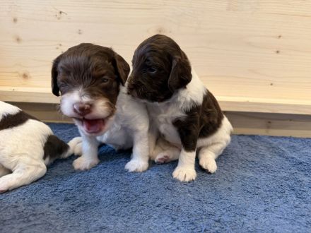 Cockapoo: Entzückende Pudel-Mischlingswelpen suchen ihr Für-immer-Zuhause