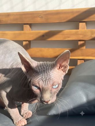 Deckkater Don Sphynx