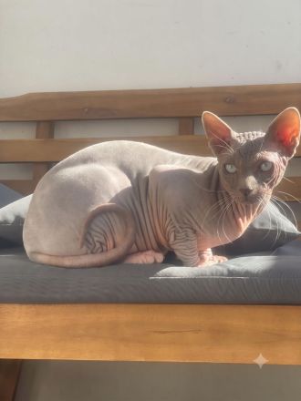 Deckkater Don Sphynx