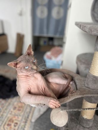 Deckkater Don Sphynx