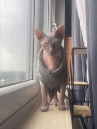 Deckkater Don Sphynx